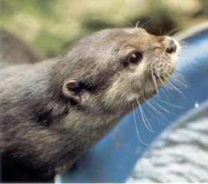 Beenie the Otter