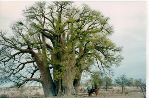 Sophie Neville at Livingstone's Bobab