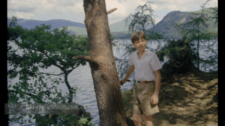 Blu-ray Lookout tree