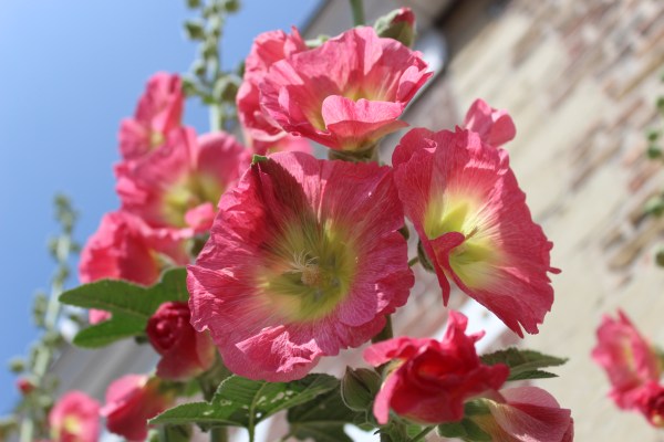 Hollyhocks of Veere