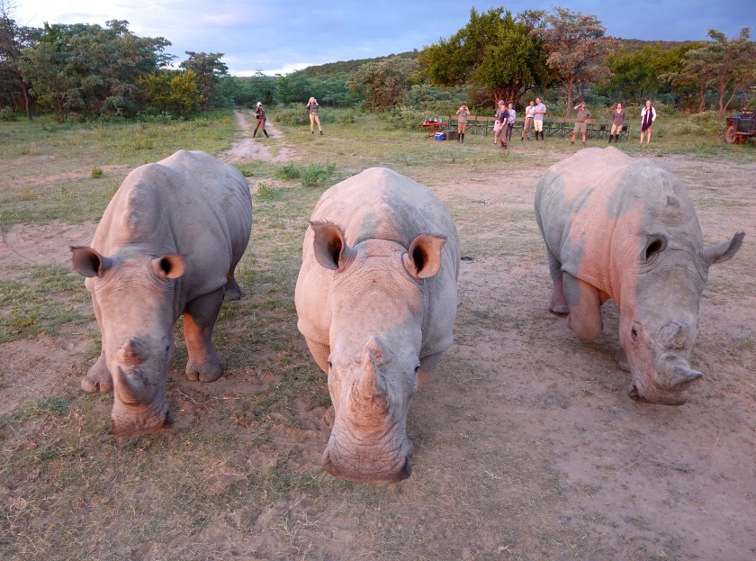 TWT Ride 2018 photographing rhinos